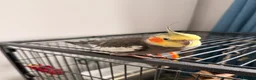 Cockatiels birds for sale: 2x stunning cockatiels - Advert 4