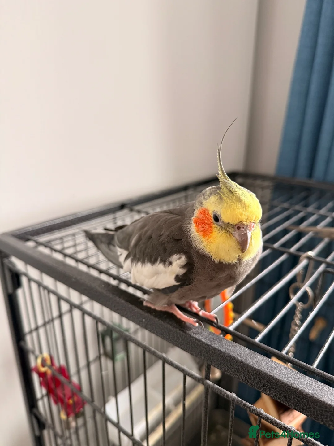 Cockatiels birds for sale: 2x stunning cockatiels - Advert 4