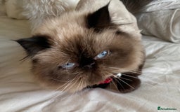 Exotic cats for sale: Outstanding Exotic Persian  - Image 14