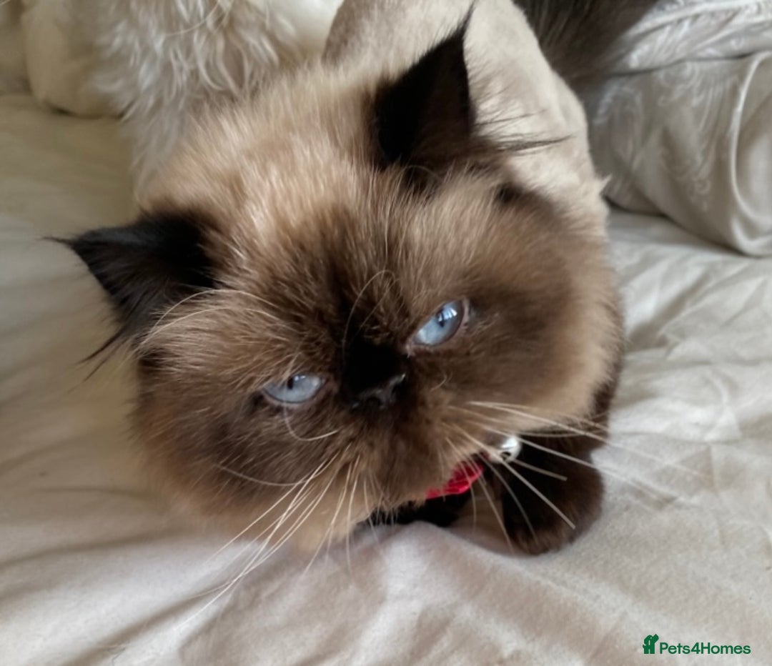 Exotic cats for sale: Outstanding Exotic Persian  - Image 14