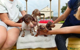 Miniature Dachshund dogs for sale: Outstanding Tweedle True Miniatures - Image 8