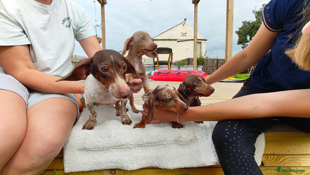 Miniature Dachshund dogs for sale: Outstanding Tweedle True Miniatures - Image 8