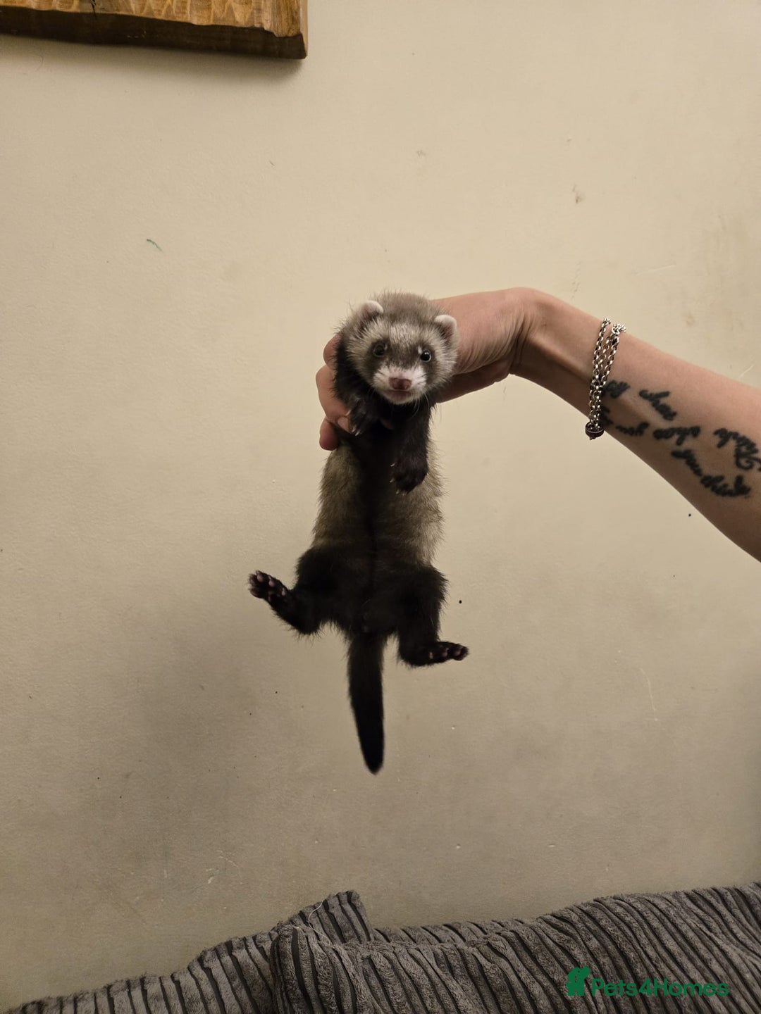 Ferret rodents for sale: Cute pet ferrets - Image 9