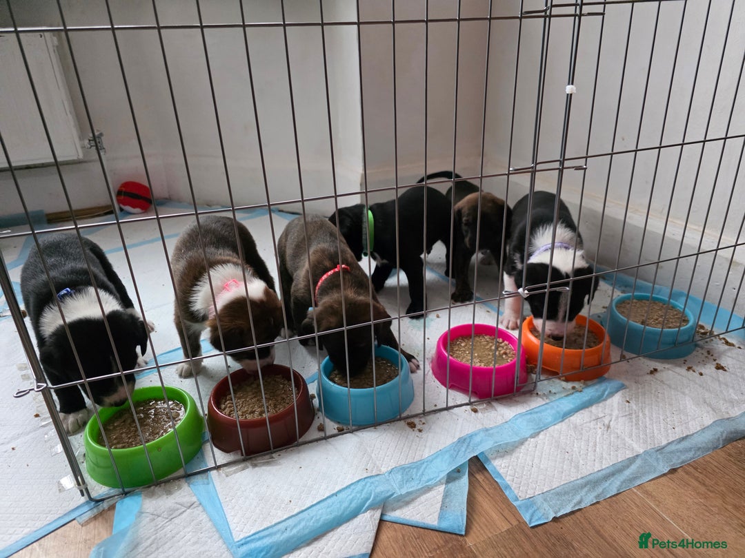 Mixed Breed dogs for sale: Puppies for sale - Advert 10