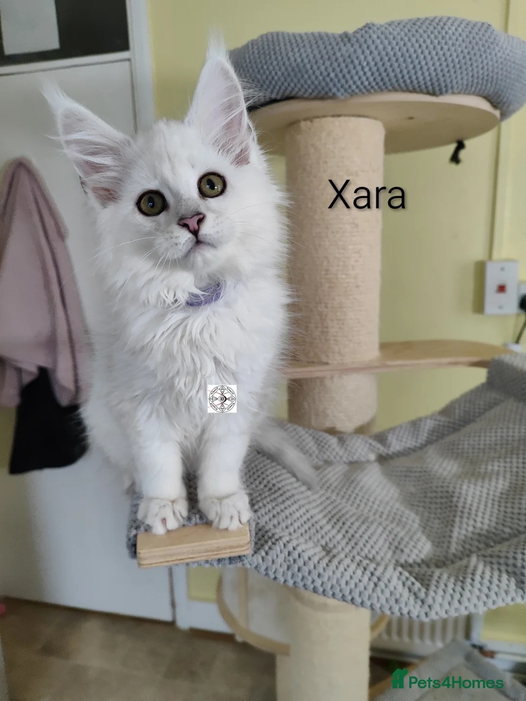 Maine Coon cats for sale: One boy & one girl left ‼️ ONLY PET ‼️ - Advert 11