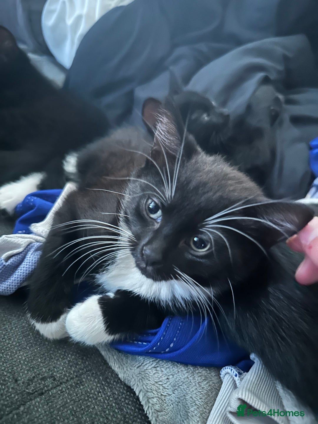 British Shorthair cats for sale: 💕✨ 4 Kittens ready for a new home 💕✨ kitten - Image 5
