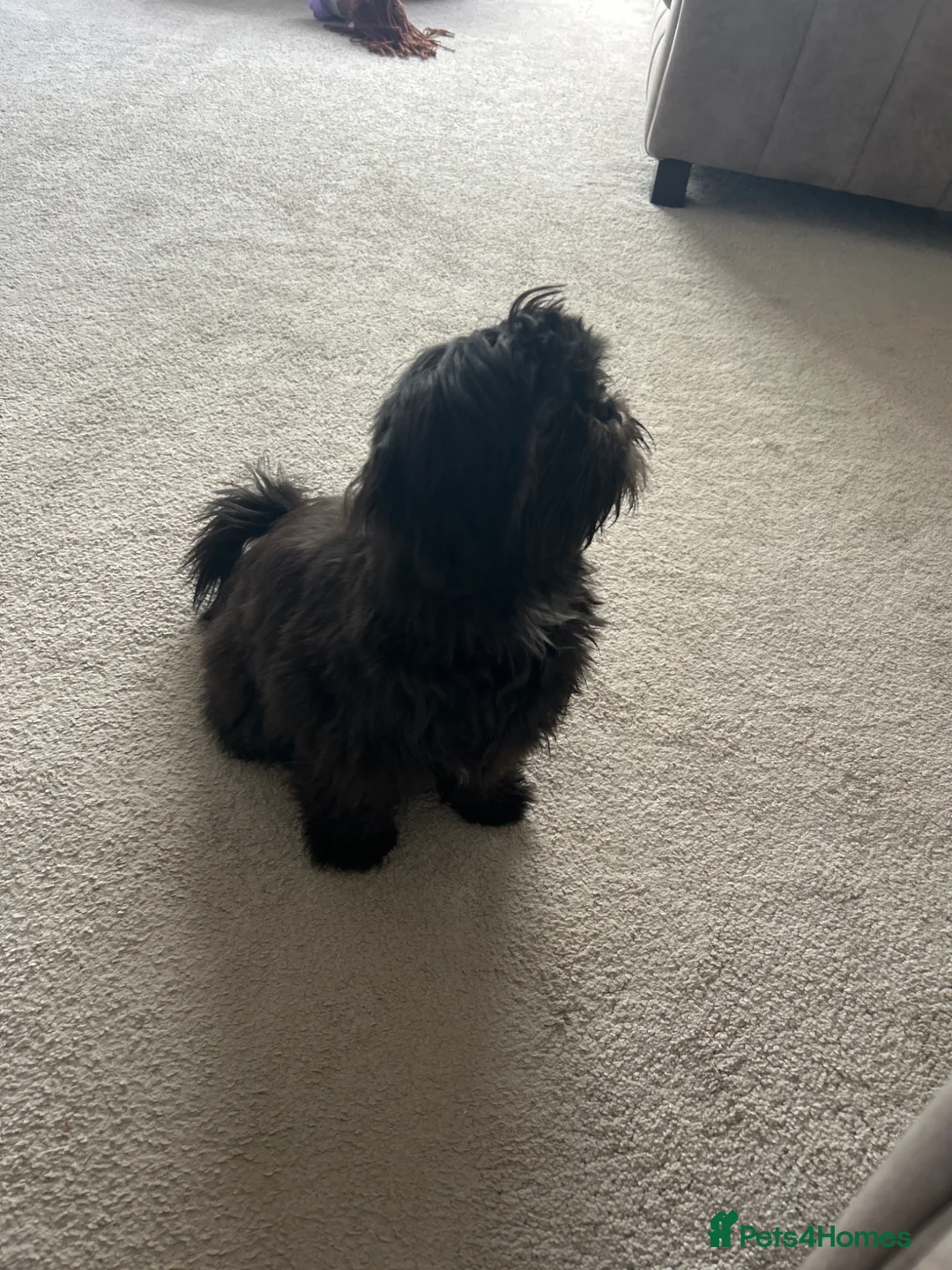 Shih Tzu dogs for sale: Imperial Shih Tzu  in Middlesbrough - Advert 3