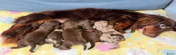 Miniature Dachshund dogs for sale: Mini long haired KC PRA clear health tested baby  in Maidstone - Advert 6