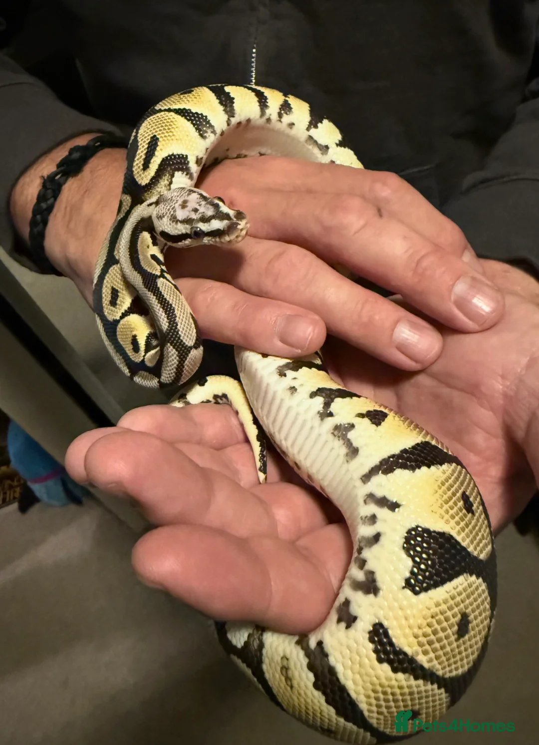 Python Snake reptiles for sale: Royal Python male 2 years old in Ashford - Advert 2