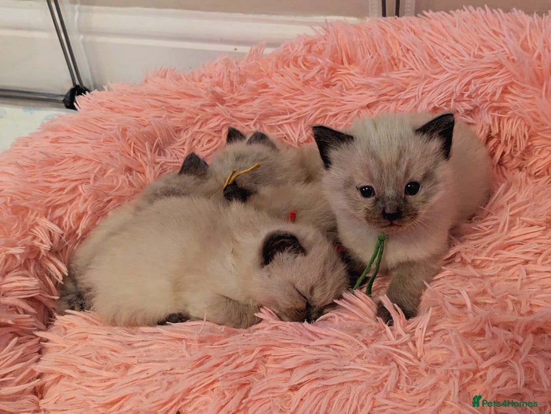 Ragdoll cats for sale: One beautiful Seal mink Ragdoll boy left - Image 3