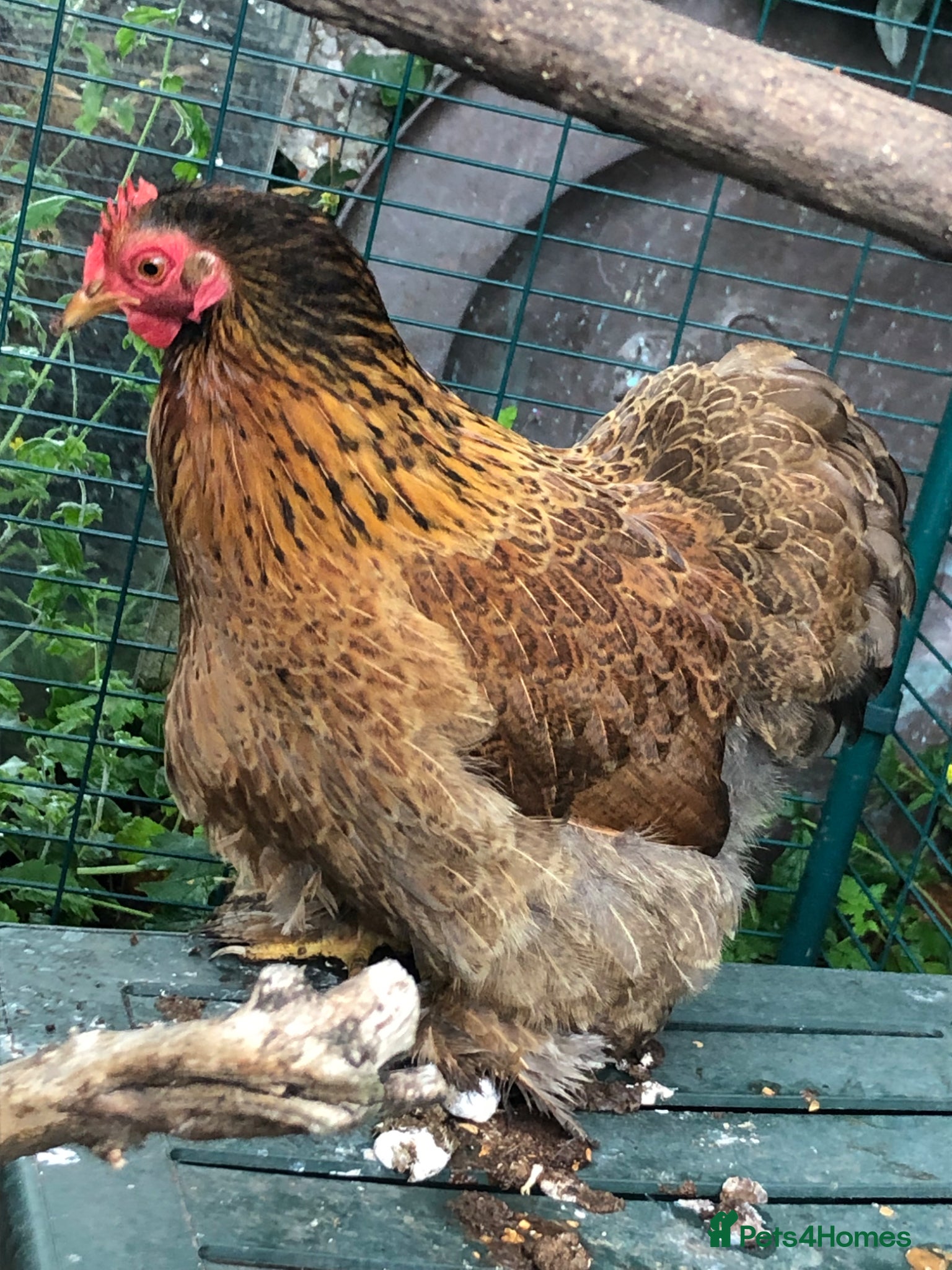 Chickens poultry Pekin Bantam Golden Partridge pullet - Advert 6