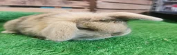 Mini Lop rabbits for sale: Baby mini lops  - Advert 1