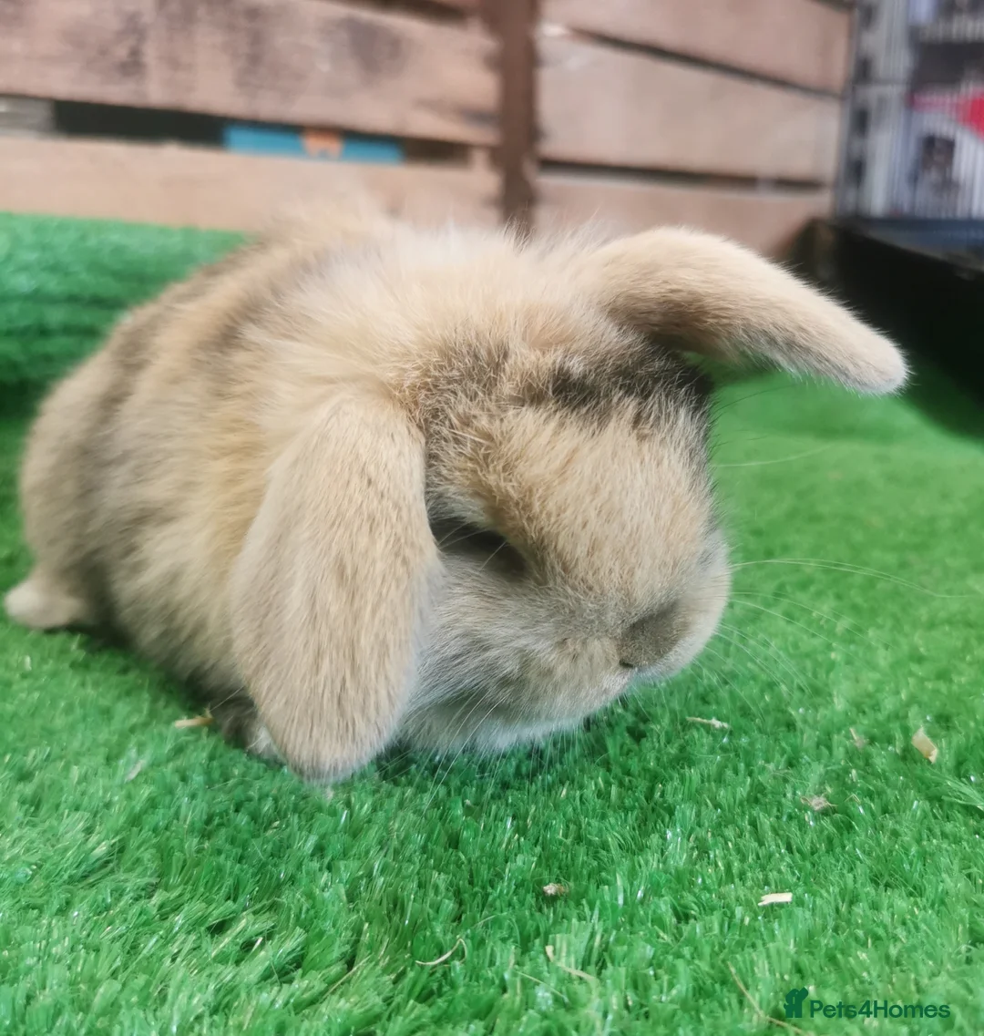 Mini Lop rabbits for sale: Baby mini lops  - Advert 1