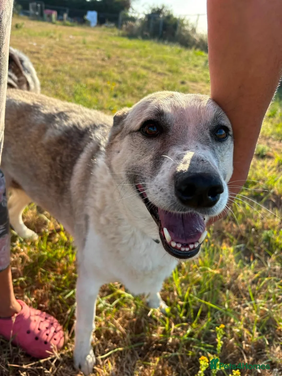 Mixed Breed dogs for adoption: Peach - Taverham Norfolk  - Advert 2