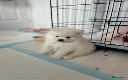 Pomeranian dogs for sale: Adorable White Teddy-Bear Pom Puppies! - Image 17
