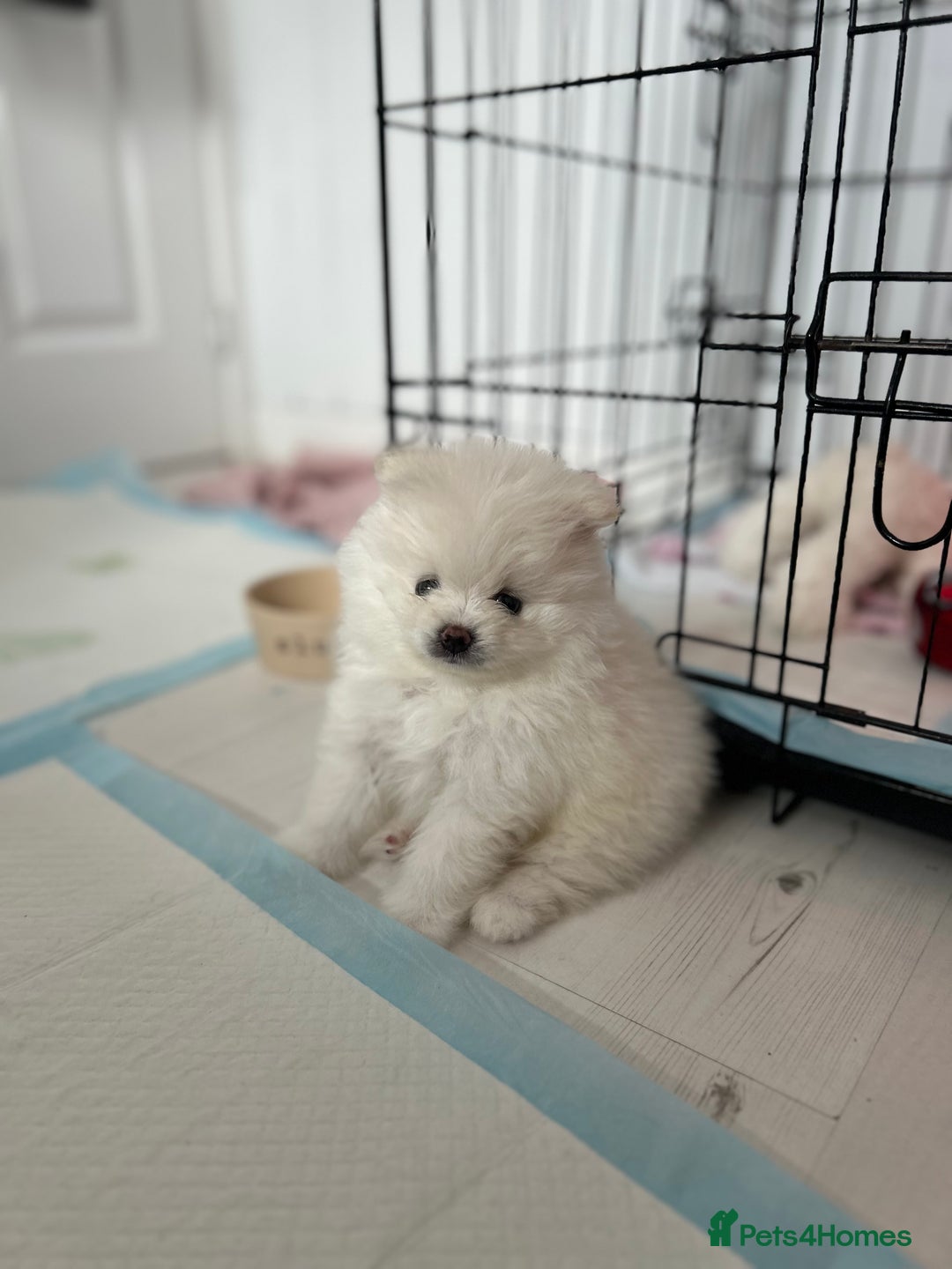 Pomeranian dogs for sale: Adorable White Teddy-Bear Pom Puppies! - Image 17