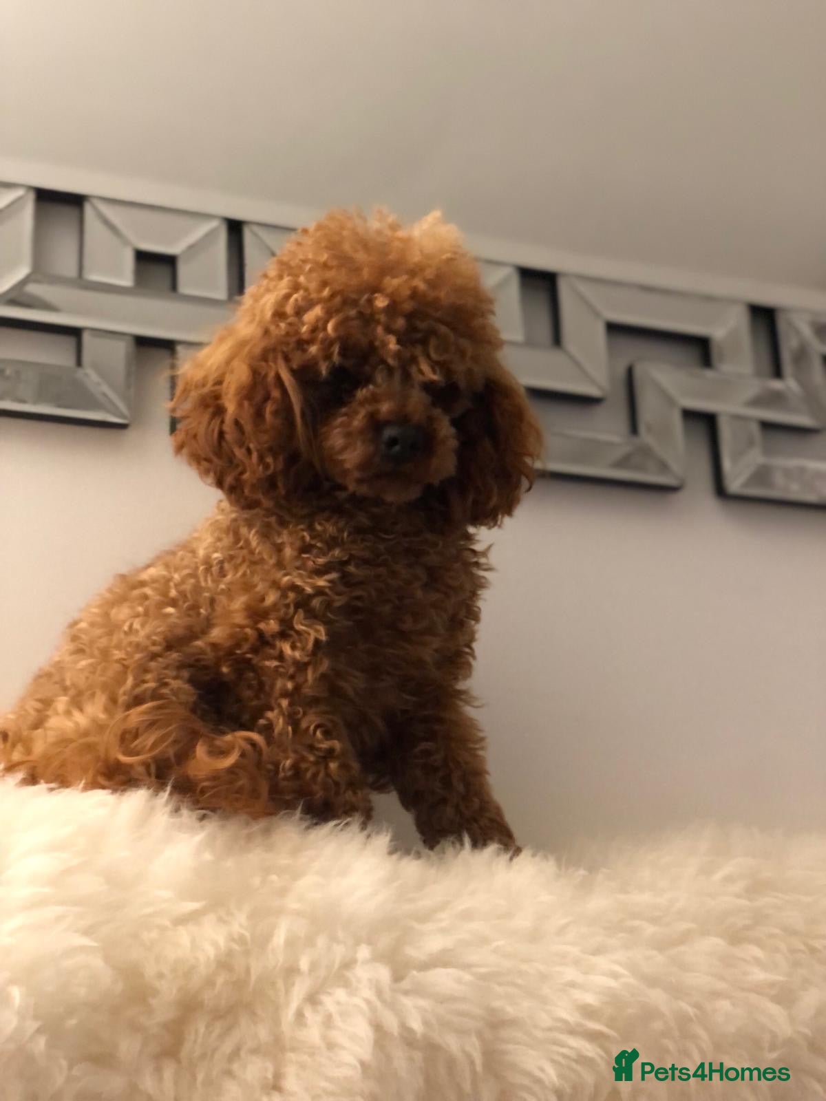 Toy Poodle dogs KC RED TOY POODLE STUD - Advert 2
