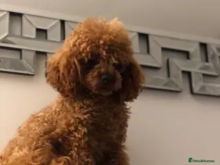 Toy Poodle dogs KC RED TOY POODLE STUD - Advert 2