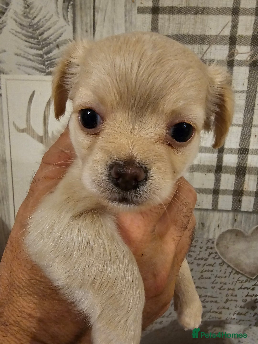 Chihuahua dogs for sale: Chihuahua  - Image 11