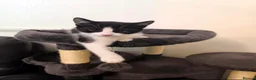 Mixed Breed cats for sale: Cute kittens  - Advert 3