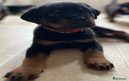Rottweiler dogs for sale: Stunning kc registered Rottweiler pups.  - Image 31
