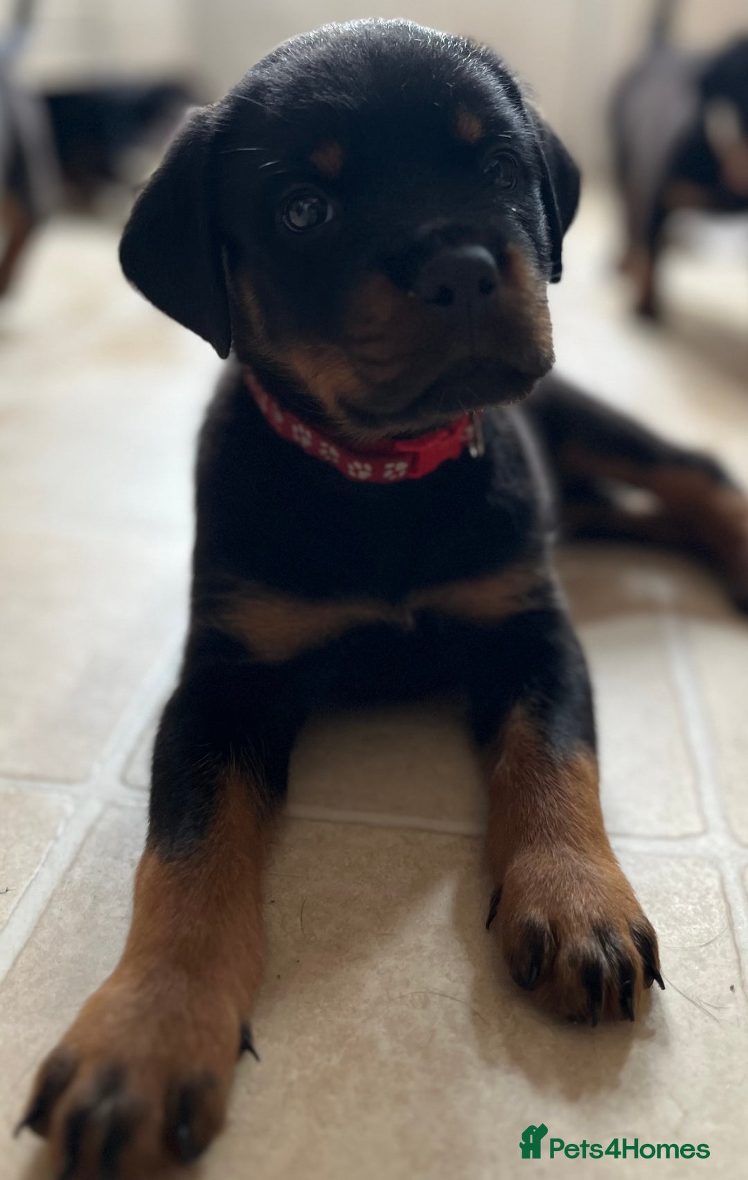 Rottweiler dogs for sale: Stunning kc registered Rottweiler pups.  - Image 31