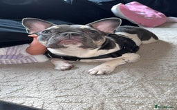French Bulldog dogs for sale: FRENCH BULLDOG 1.5 YEARS  - Advert 1