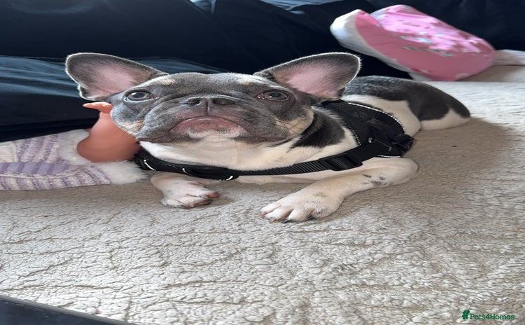 French Bulldog dogs FRENCH BULLDOG 1.5 YEARS  - Advert 14