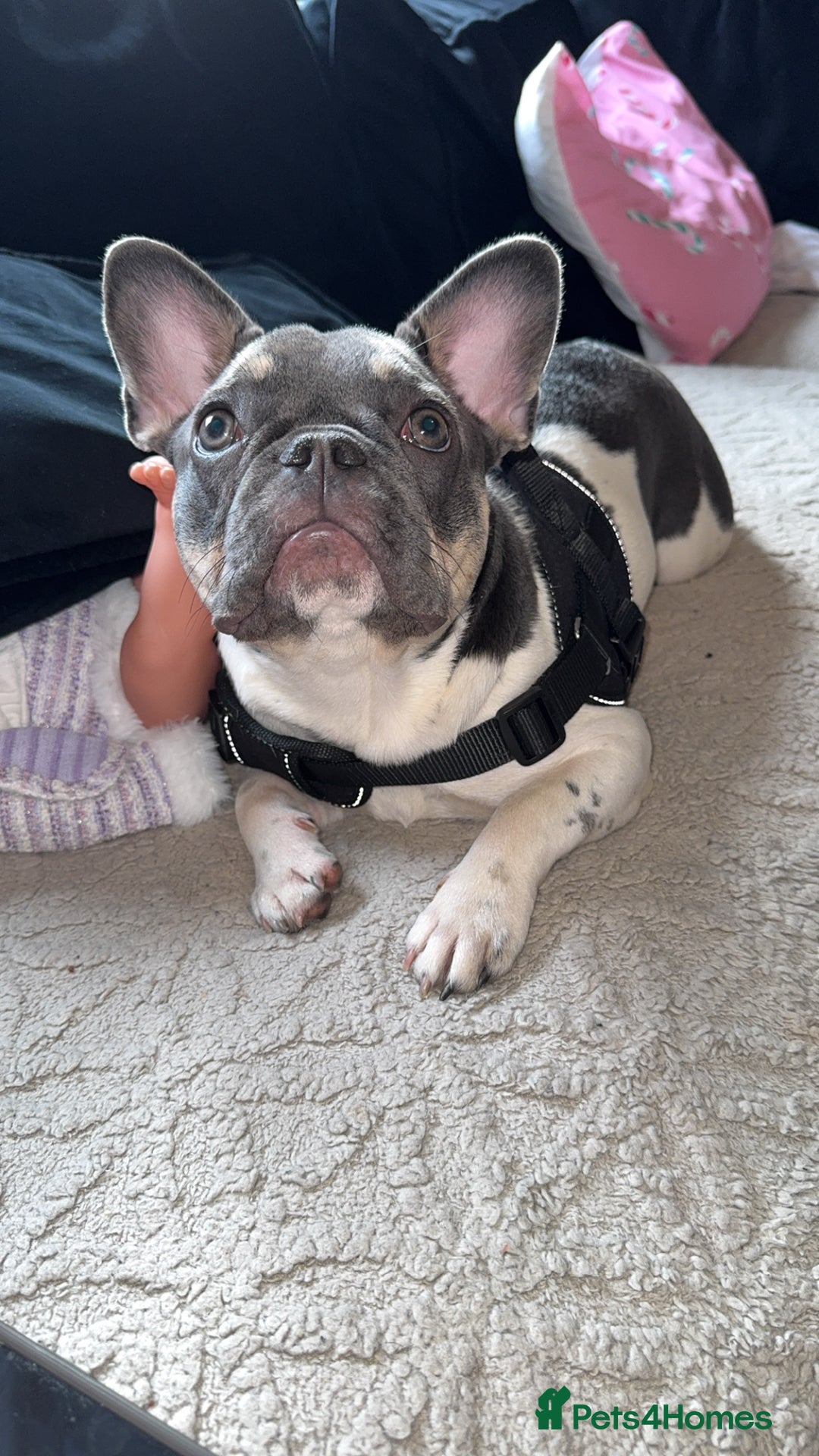 French Bulldog dogs for sale: FRENCH BULLDOG 1.5 YEARS  - Advert 1