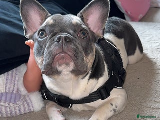 French Bulldog dogs FRENCH BULLDOG 1.5 YEARS - Advert 1