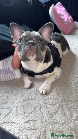 French Bulldog dogs FRENCH BULLDOG 1.5 YEARS - Advert 1