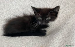 Domestic Shorthair cats for sale: Fluffy Black and White Male Kitten  - Image 12