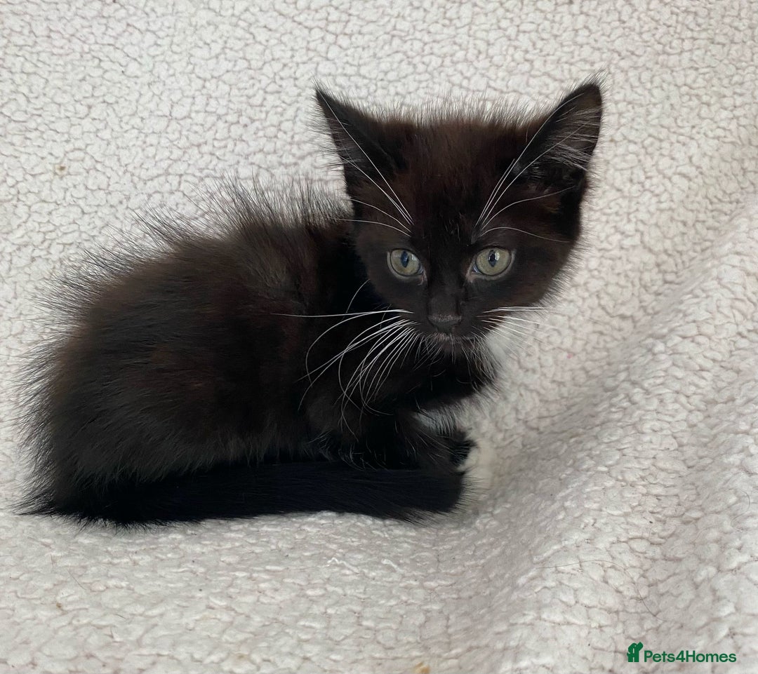 Domestic Shorthair cats for sale: Fluffy Black and White Male Kitten  - Image 12