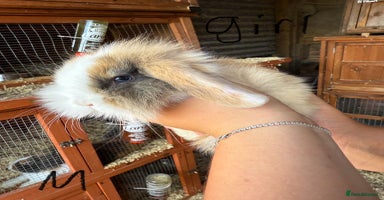 Mini Lop rabbits - Advert 9