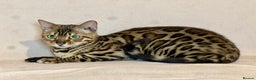 Bengal cats for sale: Bengal Queen  - Advert 15