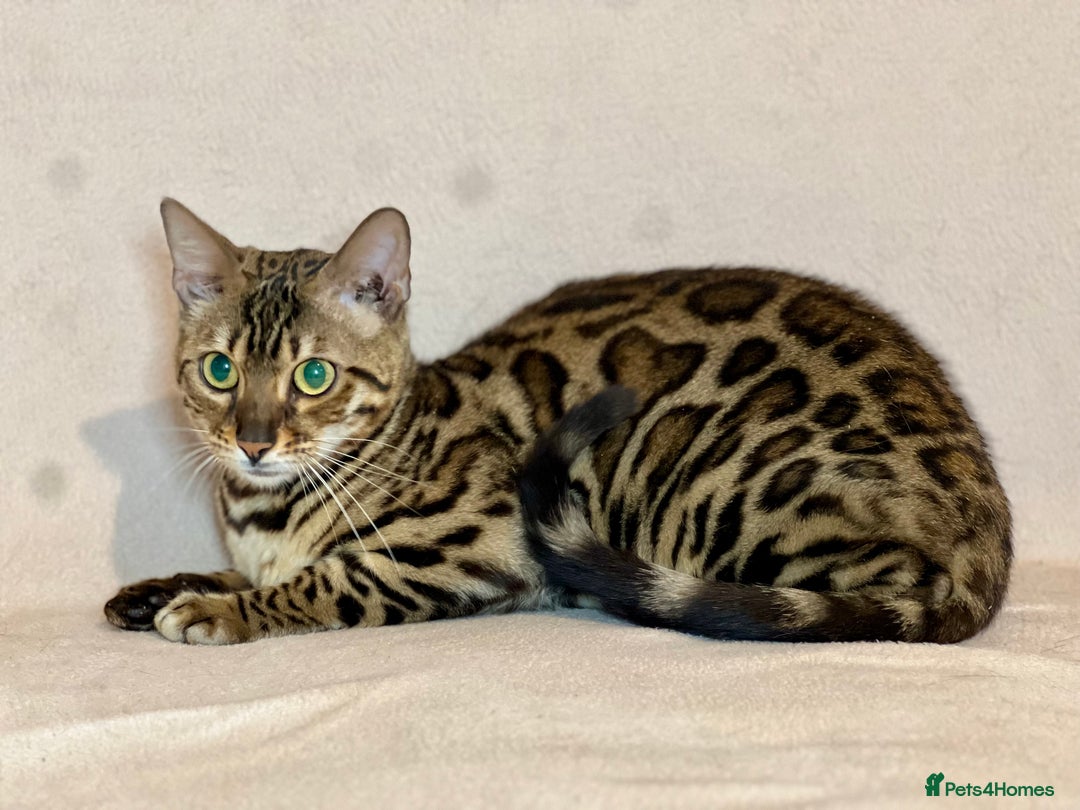 Bengal cats for sale: Bengal Queen  - Advert 15
