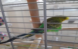 Finches birds for sale: Budgie and finch - Image 8