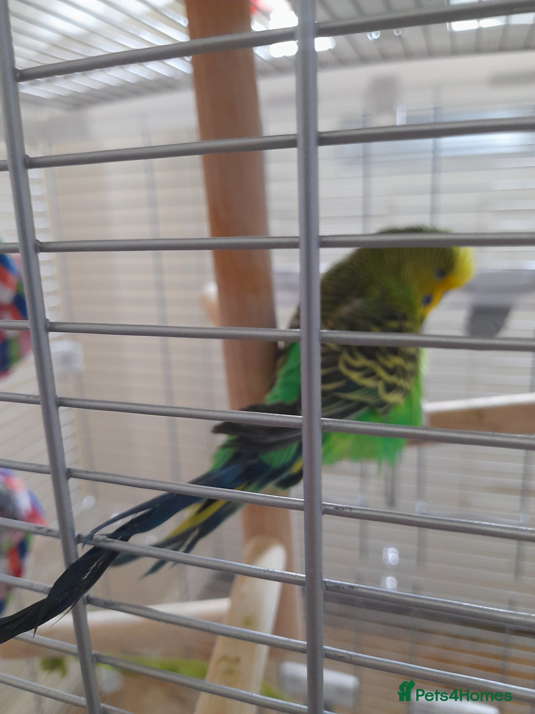 Finches birds for sale: Budgie and finch - Image 8