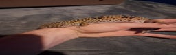 Leopard Gecko reptiles for sale: £20 Leopard geckos - Advert 7