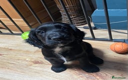 Cocker Spaniel dogs for sale: 1 Beautiful KC Reg working cocker bitch left! - Image 9