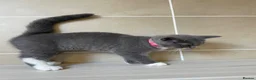 British Shorthair cats for sale: Champion Line British shorthair with Scottish fold - Advert 3