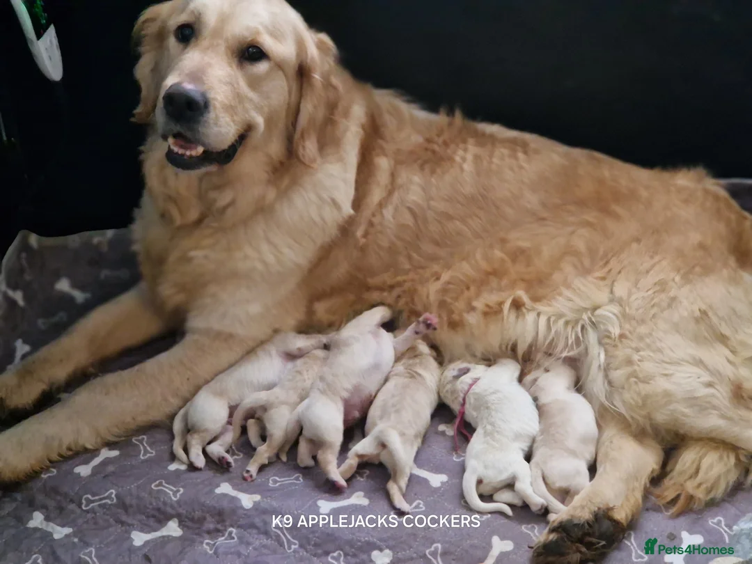 Golden Retriever dogs for sale: Pedigree show Golden retriever puppies - Advert 9