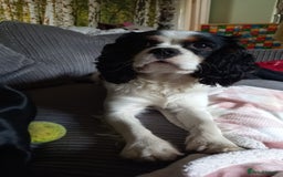 Cavalier King Charles Spaniel dogs for sale: Beau boy - Image 2