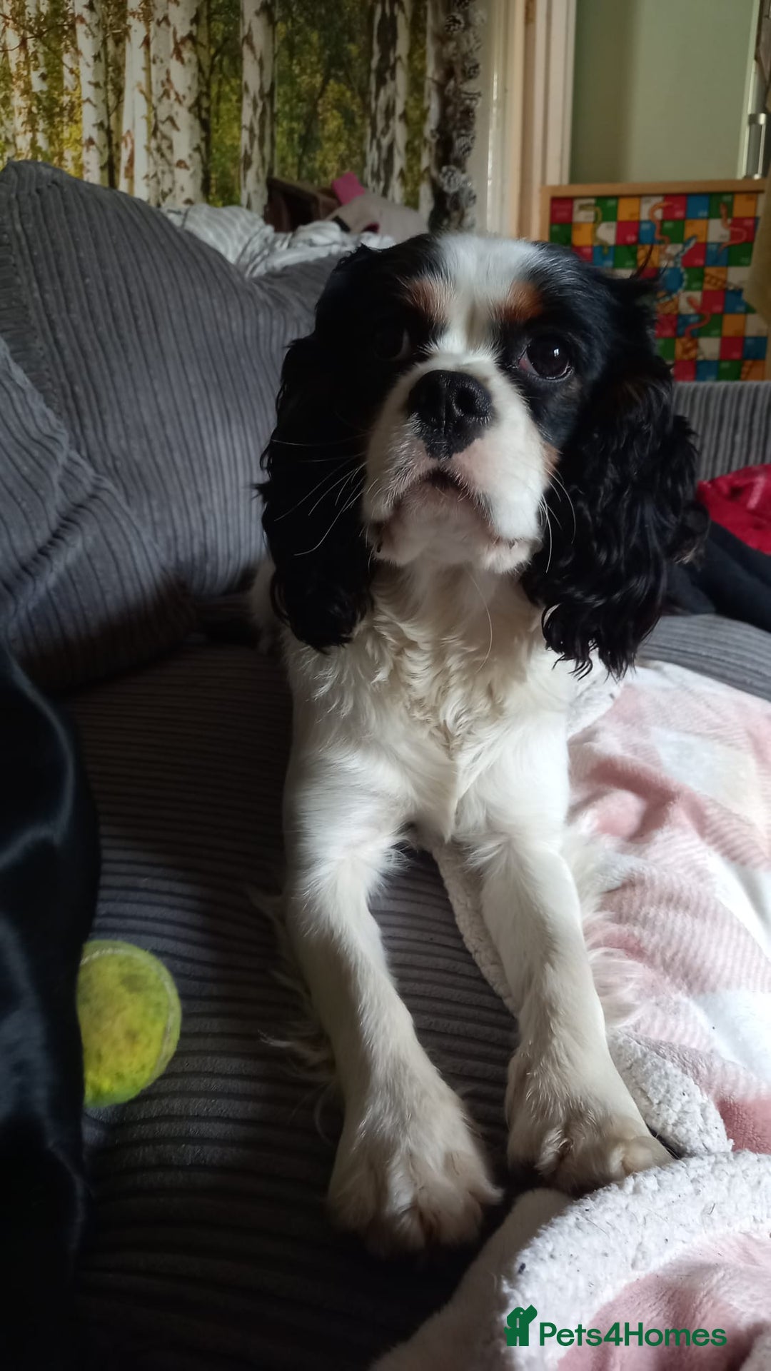 Cavalier King Charles Spaniel dogs for sale: Beau boy - Image 2