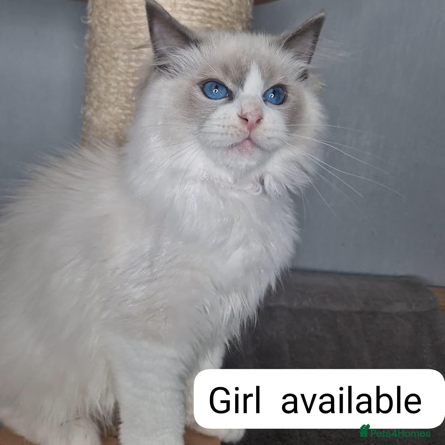 Ragdoll cats Blue BiColour Luxury Girls- READY to GO - Advert 2