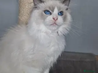 Ragdoll cats Blue BiColour Luxury Girls- READY to GO - Advert 2