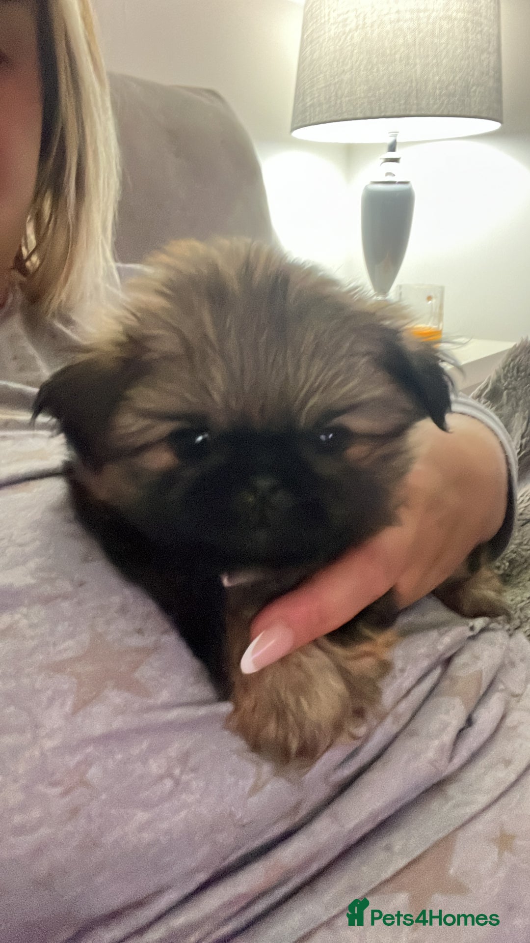 Mixed Breed dogs for sale: Pekingese / Pomeranian puppies for sale - REDUCED  in Leicester - Image 15