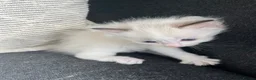 Ragdoll cats for sale: GCCF mom’s pure ragdoll kittens sale in London  - Advert 14