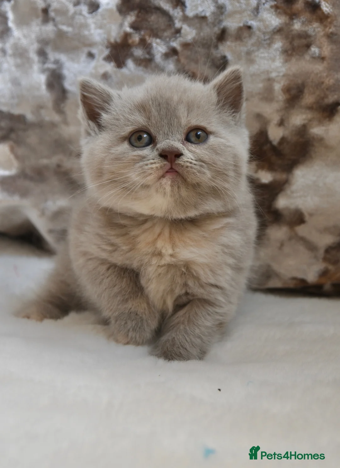 British Shorthair cats for sale: Beautiful British Shorthair kittens  - Advert 13