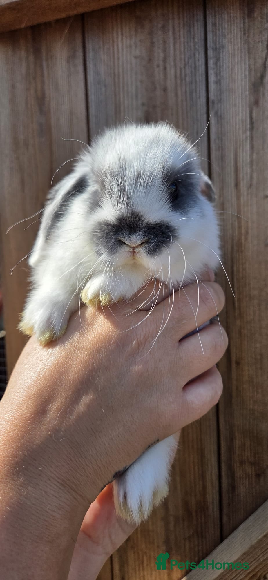 Mini Lop rabbits Mini Lops  - Advert 1